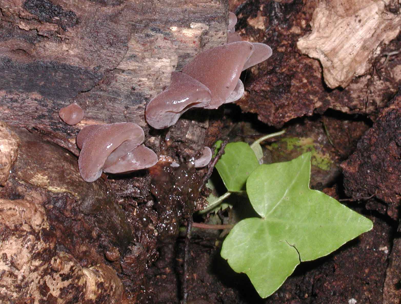 Aiuto per determinazione